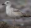 Larus armenicus